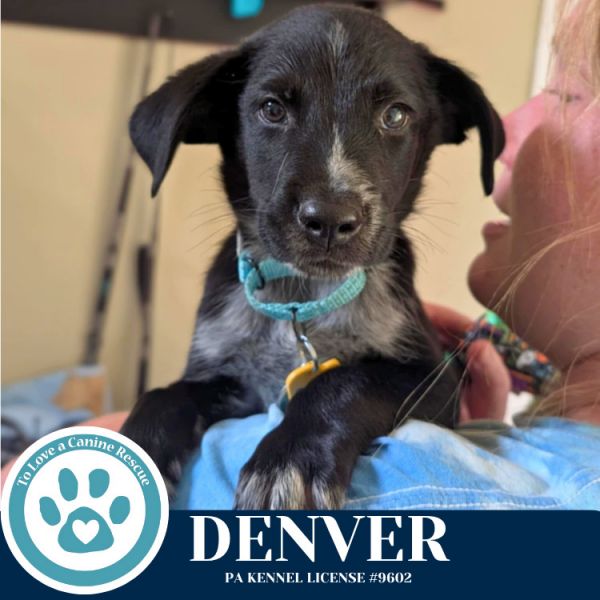 Denver (roam Rangers)