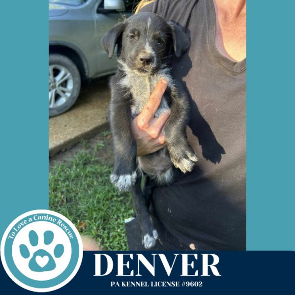 Denver (roam Rangers) thumbnail 2