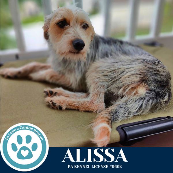 Alissa