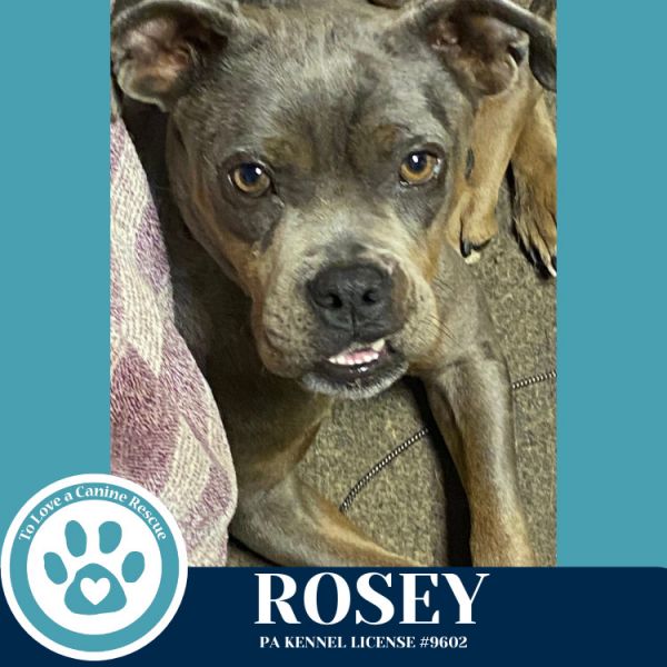 Rosey thumbnail 2