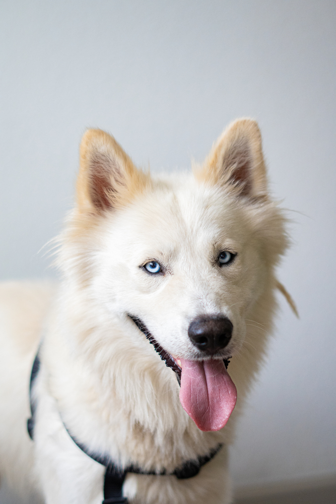 HACHI, an adoptable Samoyed in Broomfield, CO, 80020 | Photo Image 1