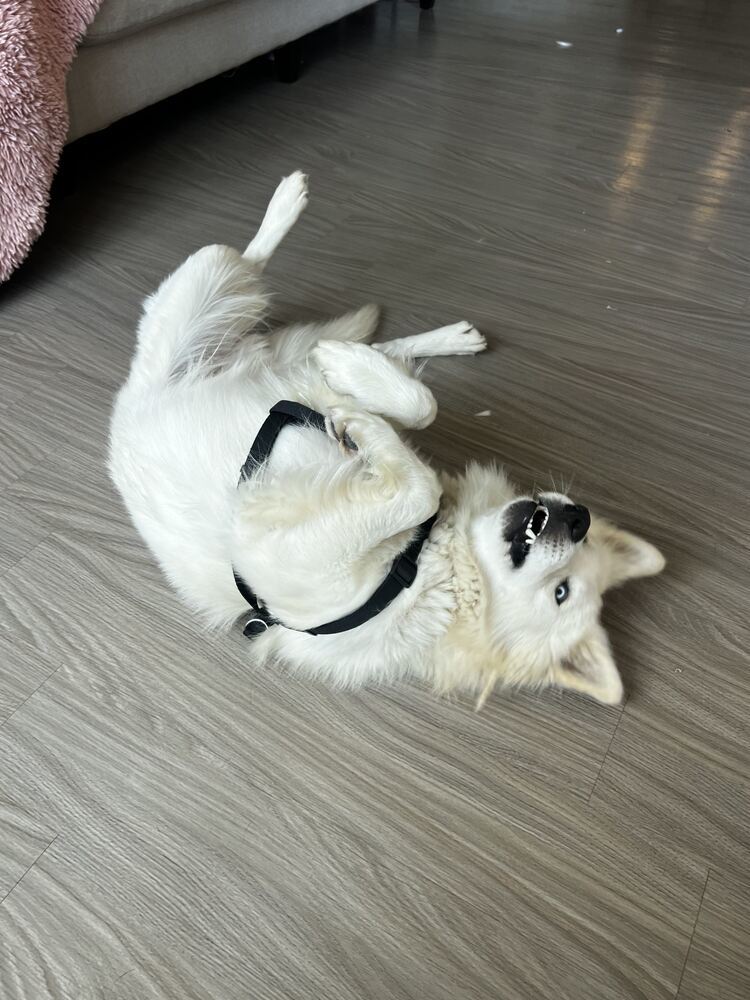 HACHI, an adoptable Samoyed in Broomfield, CO, 80020 | Photo Image 2
