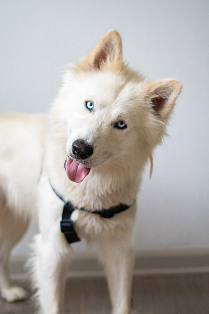 HACHI, an adoptable Samoyed in Broomfield, CO, 80020 | Photo Image 3