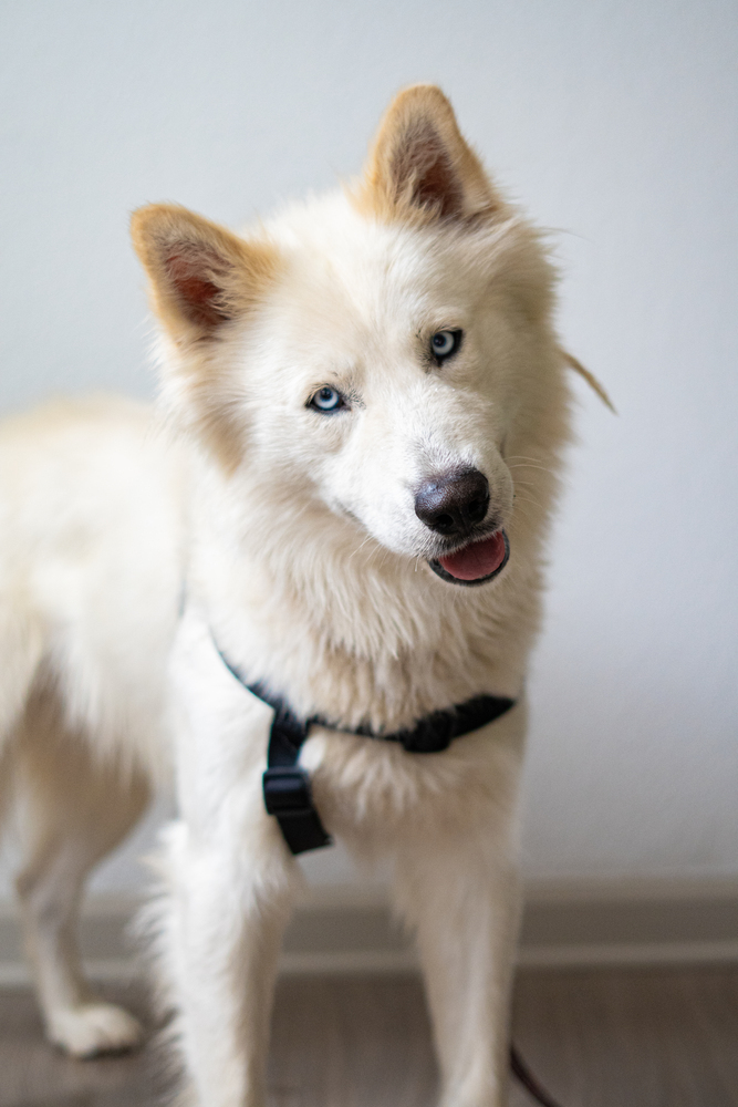 HACHI, an adoptable Samoyed in Broomfield, CO, 80020 | Photo Image 4