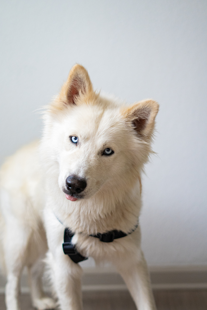 HACHI, an adoptable Samoyed in Broomfield, CO, 80020 | Photo Image 5