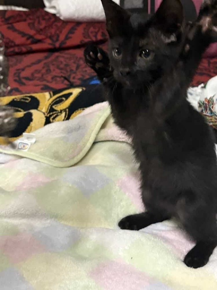 Estrella