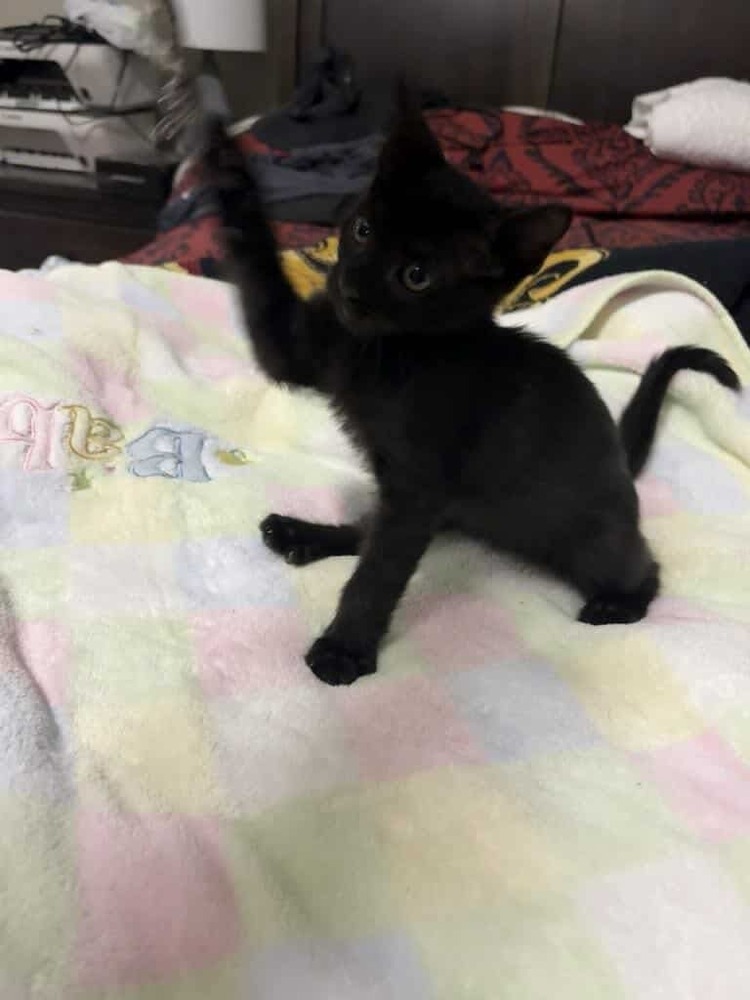 Estrella