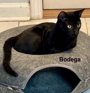 Bodega
