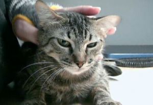 Tatiana, Adult Female unknown