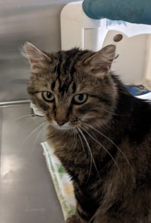Catmando, Adult Male unknown