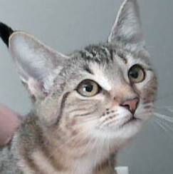 Sprite, Baby Female unknown