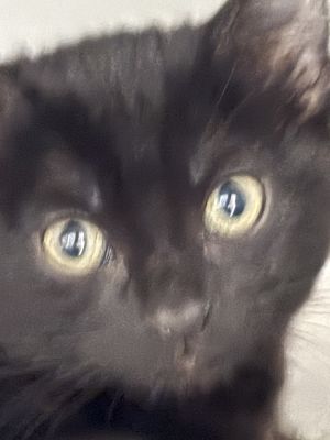 Urania, Baby Female unknown