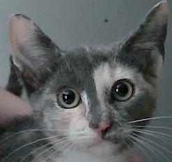 Taffy, Baby Female unknown