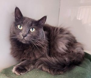 Smokey (Ash), Adult Female unknown