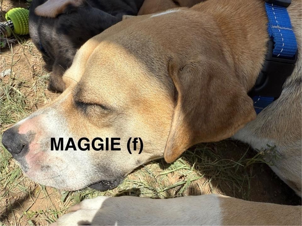 Maggie