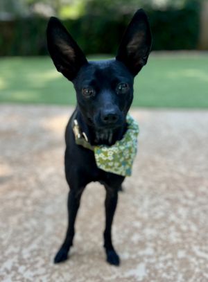 Moana Mixed Breed Dog