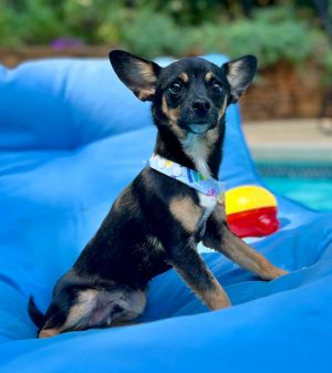 Theros Chihuahua Dog