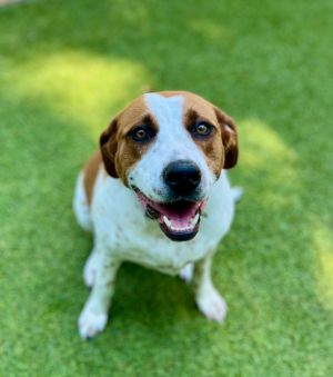 Bella Hound Dog