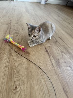 Liza (courtesy post) Domestic Short Hair Cat