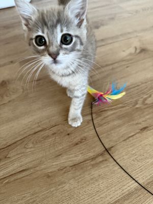 Manelli (courtesy post) Domestic Short Hair Cat