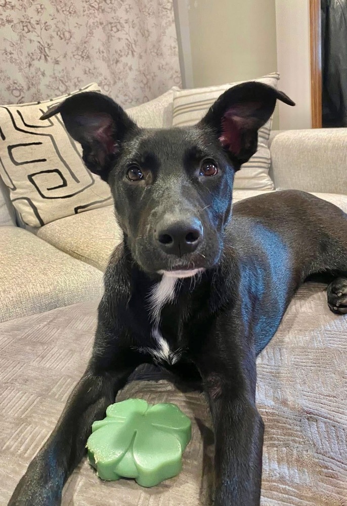Penelope