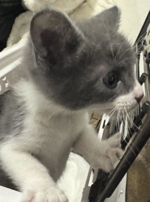 Itty Bitty, Adult Male unknown