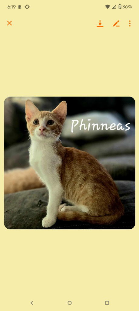 Phinny