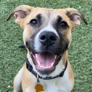 Sicily Pit Bull Terrier Dog