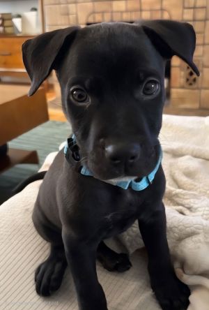 Cole Pit Bull Terrier Dog