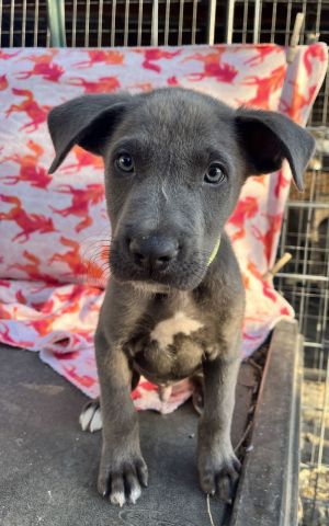 Colt Pit Bull Terrier Dog