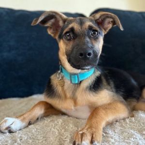 Personality sweet social Breed shepherd mix Age est DOB 31725 Weight 20lbs Sex female Rescue