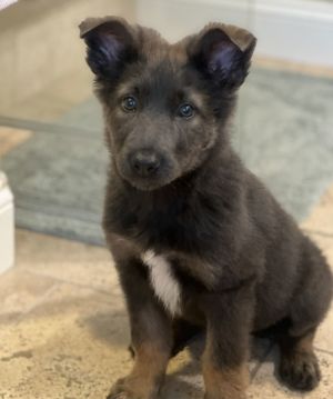 Grizzly German Shepherd Dog Dog