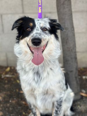 Paradise Australian Shepherd Dog