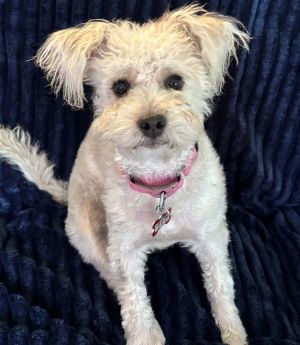 All of our dogs are spayedneutered shots current DHPP Bordetella and Rabies where applicable d