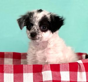 All of our dogs are spayedneutered shots current DHPP Bordetella and Rabies where applicable d