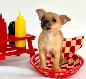 All of our dogs are spayedneutered shots current DHPP Bordetella and Rabies where applicable d
