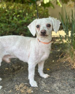 All of our dogs are spayedneutered shots current DHPP Bordetella and Rabies where applicable d