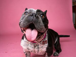 All of our dogs are spayedneutered shots current DHPP Bordetella and Rabies where applicable d