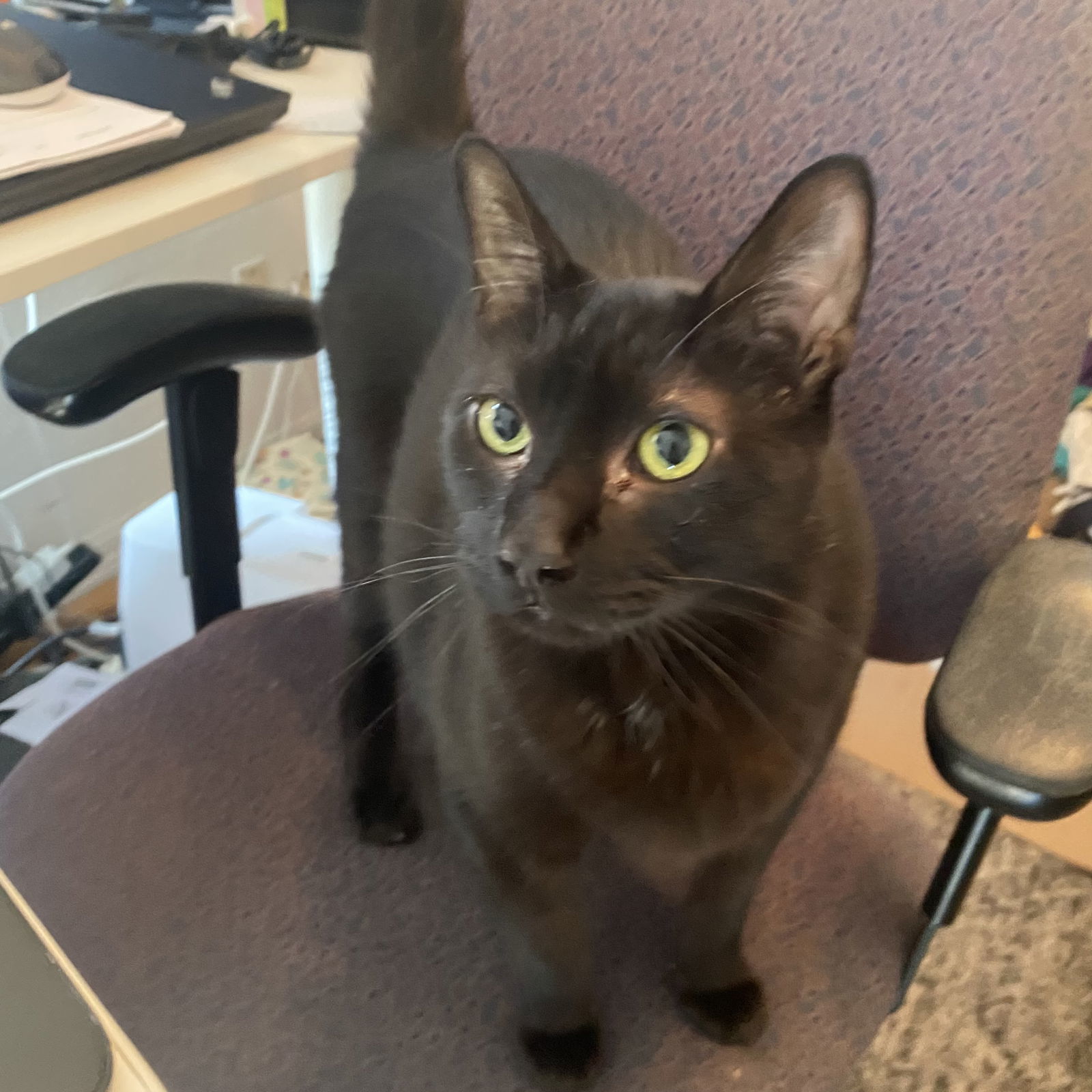 Bagheera