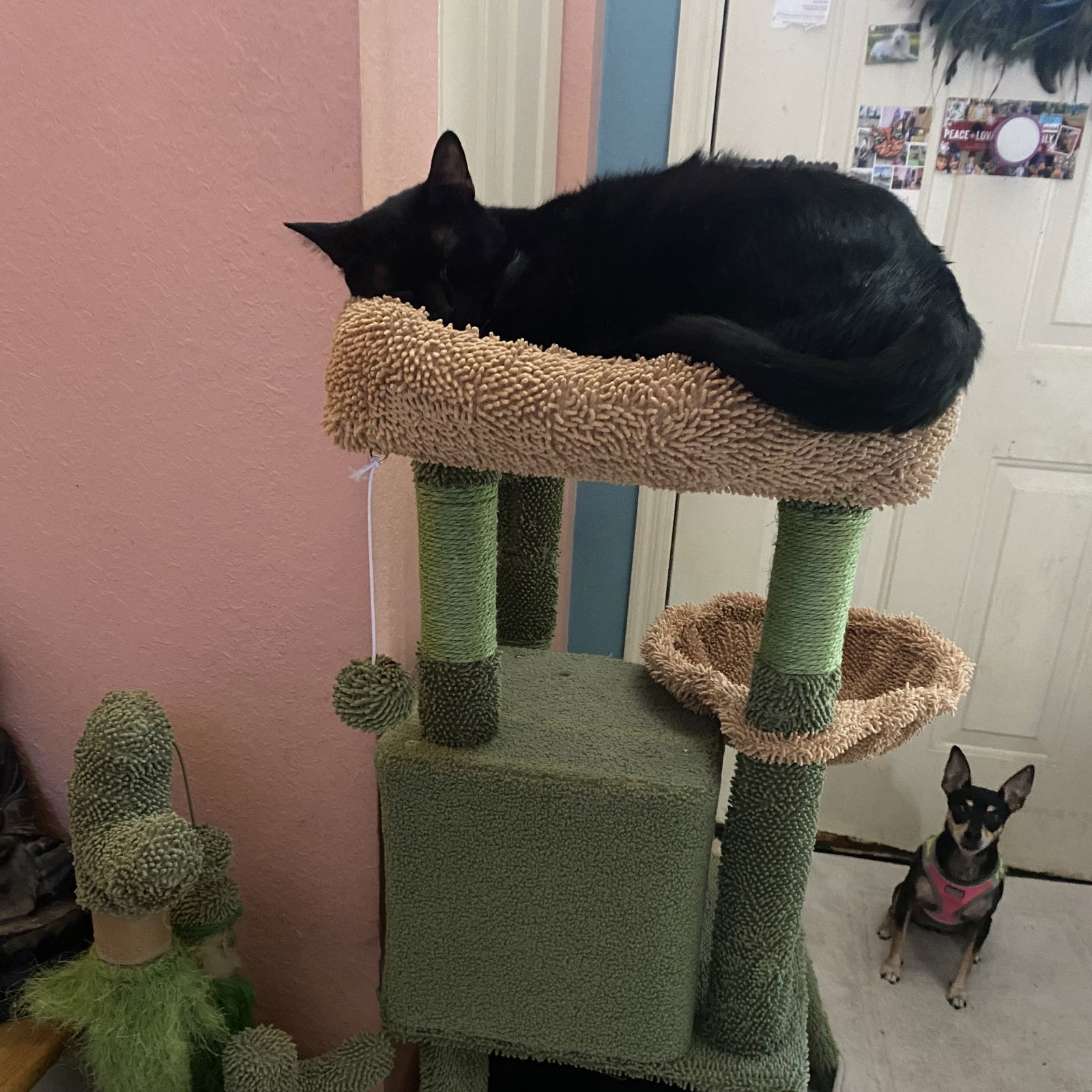 Bagheera
