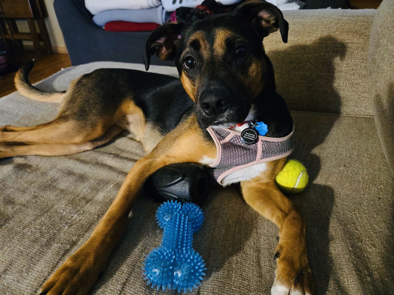 Osaka, an adoptable German Shepherd Dog, Rottweiler in Princeton, MN, 55371 | Photo Image 2