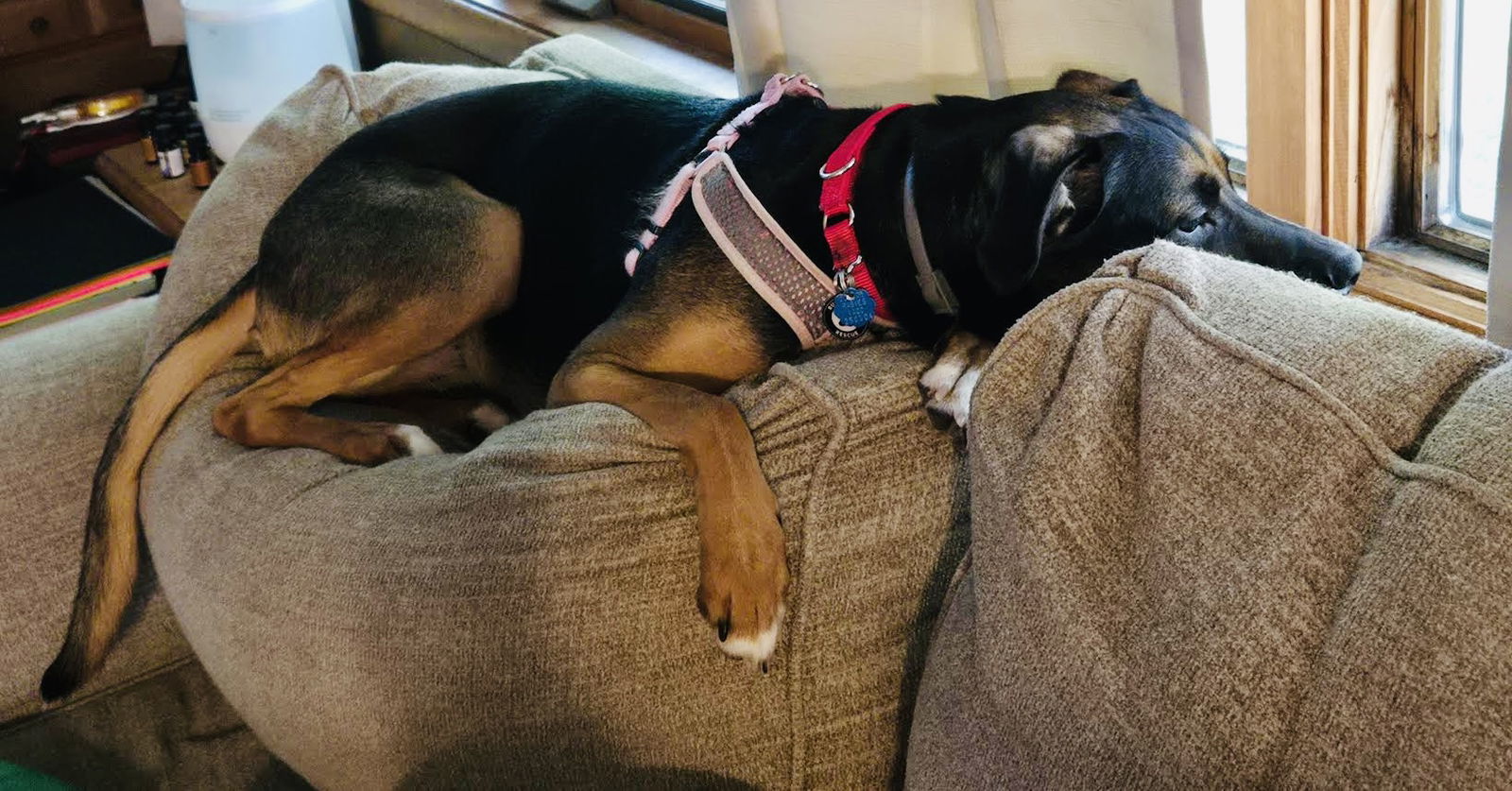 Osaka, an adoptable German Shepherd Dog, Rottweiler in Princeton, MN, 55371 | Photo Image 3