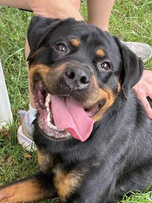 Dani, Adult Female unknown