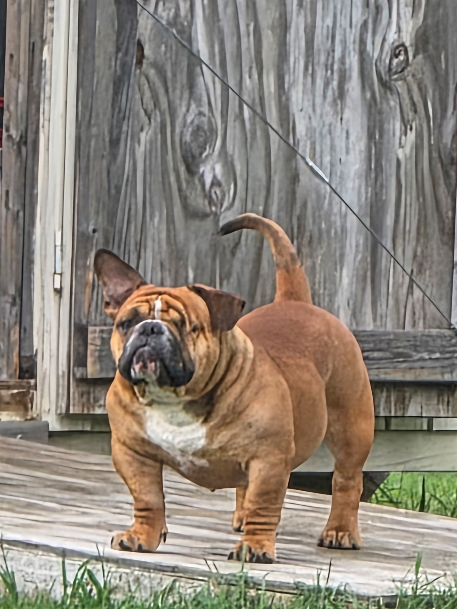 Beau