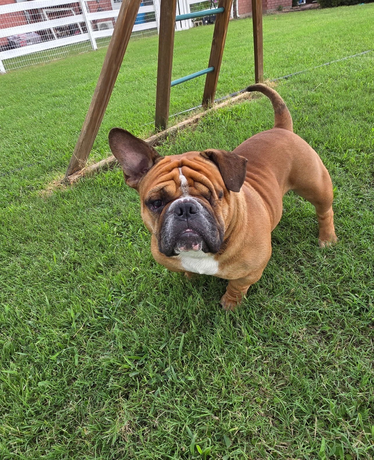 Beau