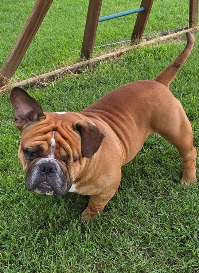 Beau