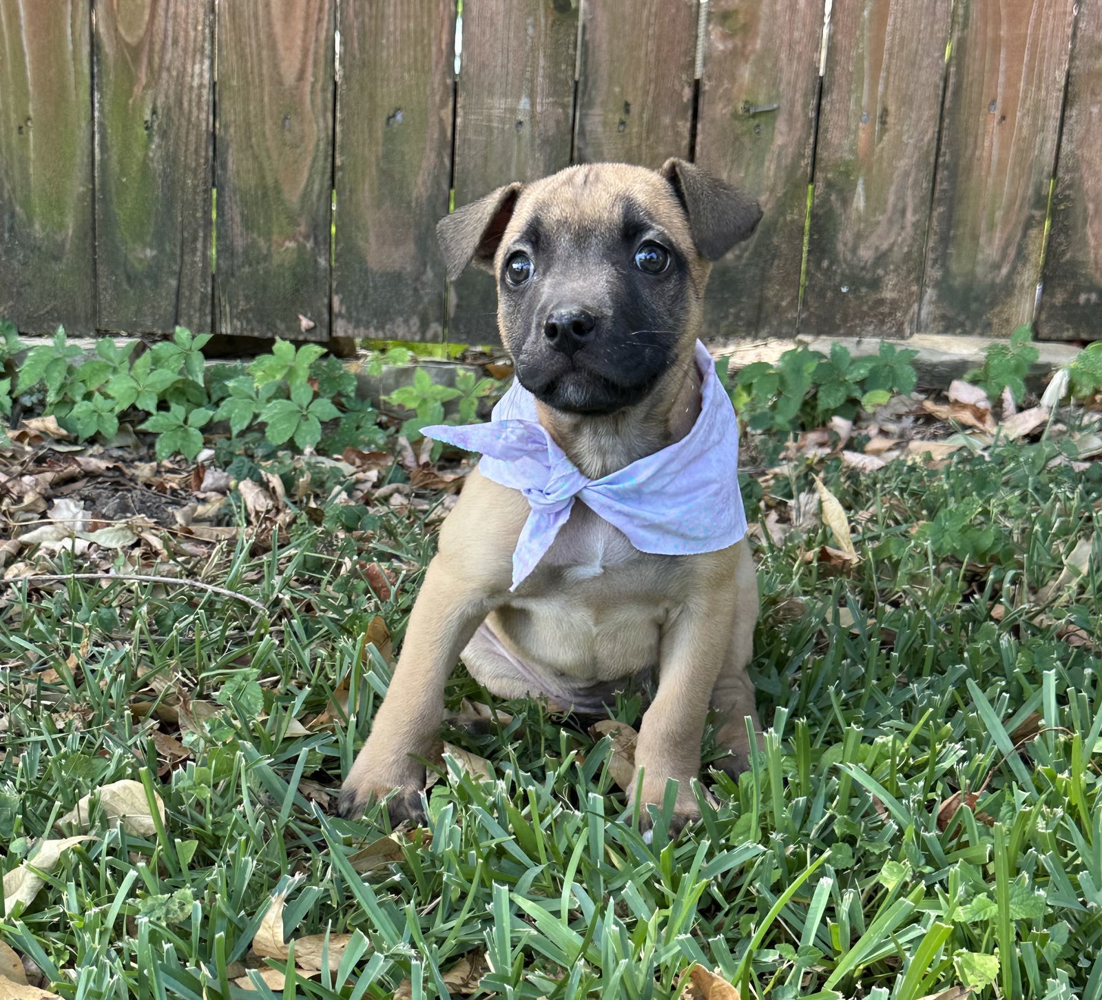 Allie