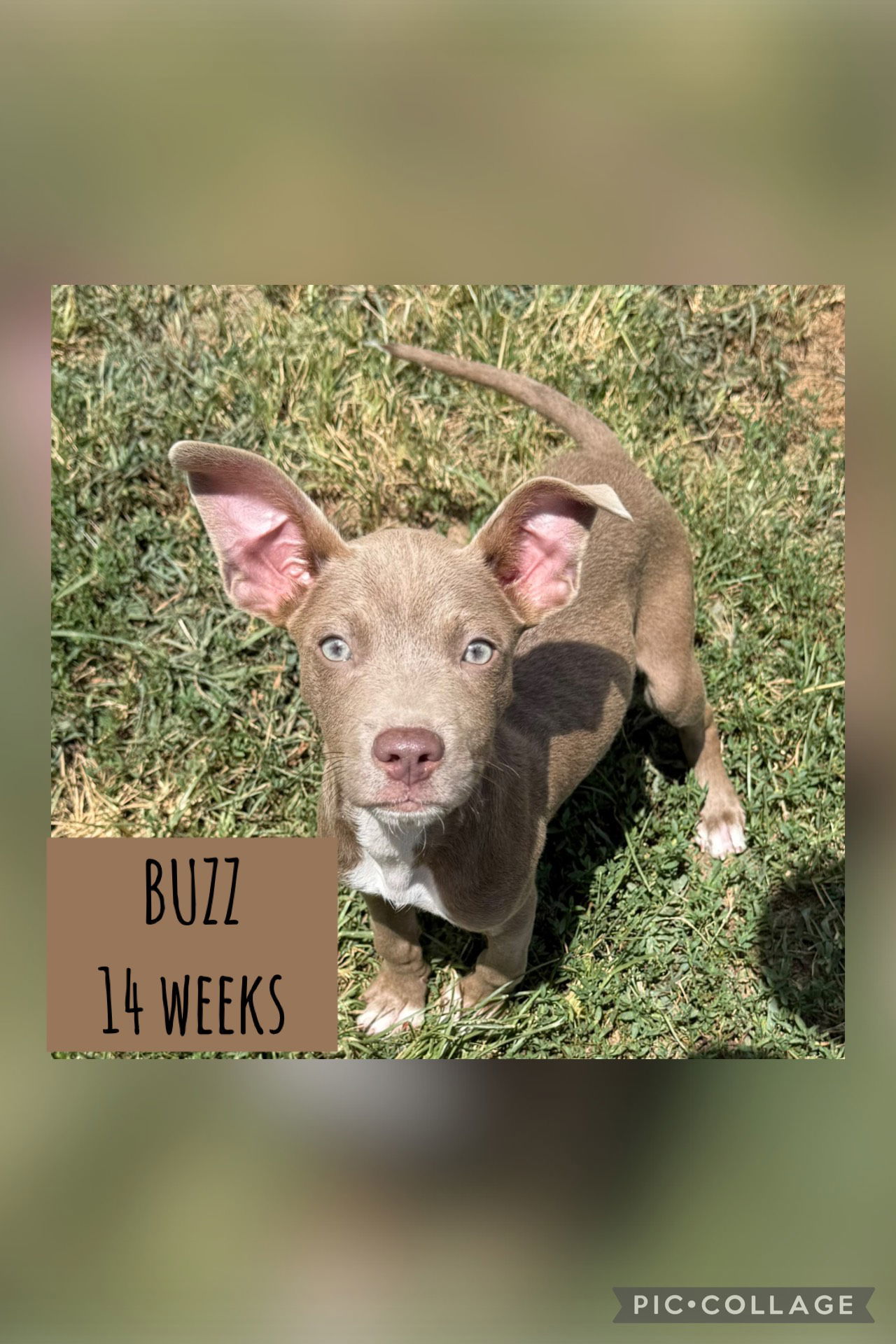 BUZZ