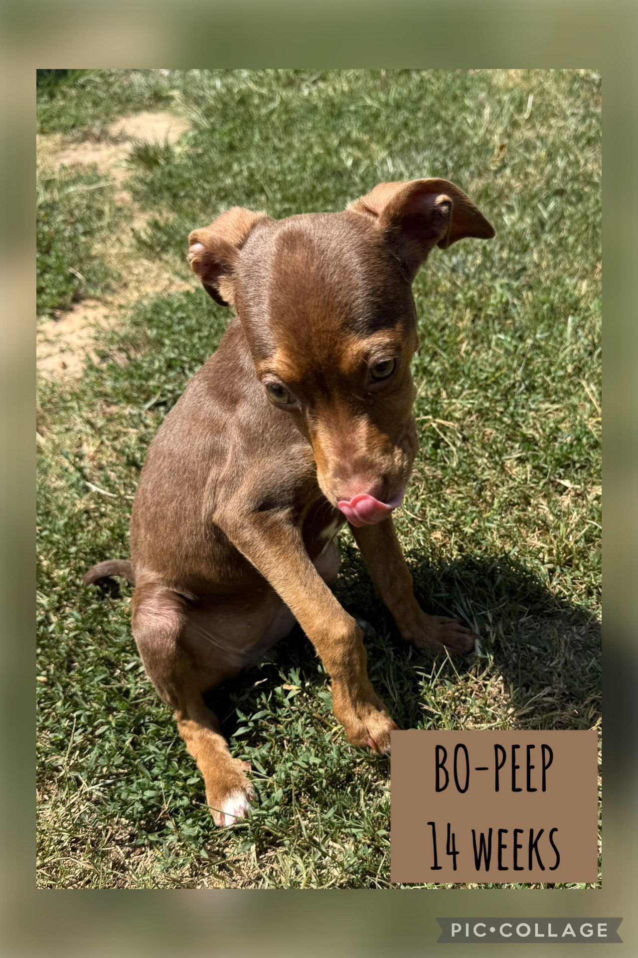 BO- PEEP