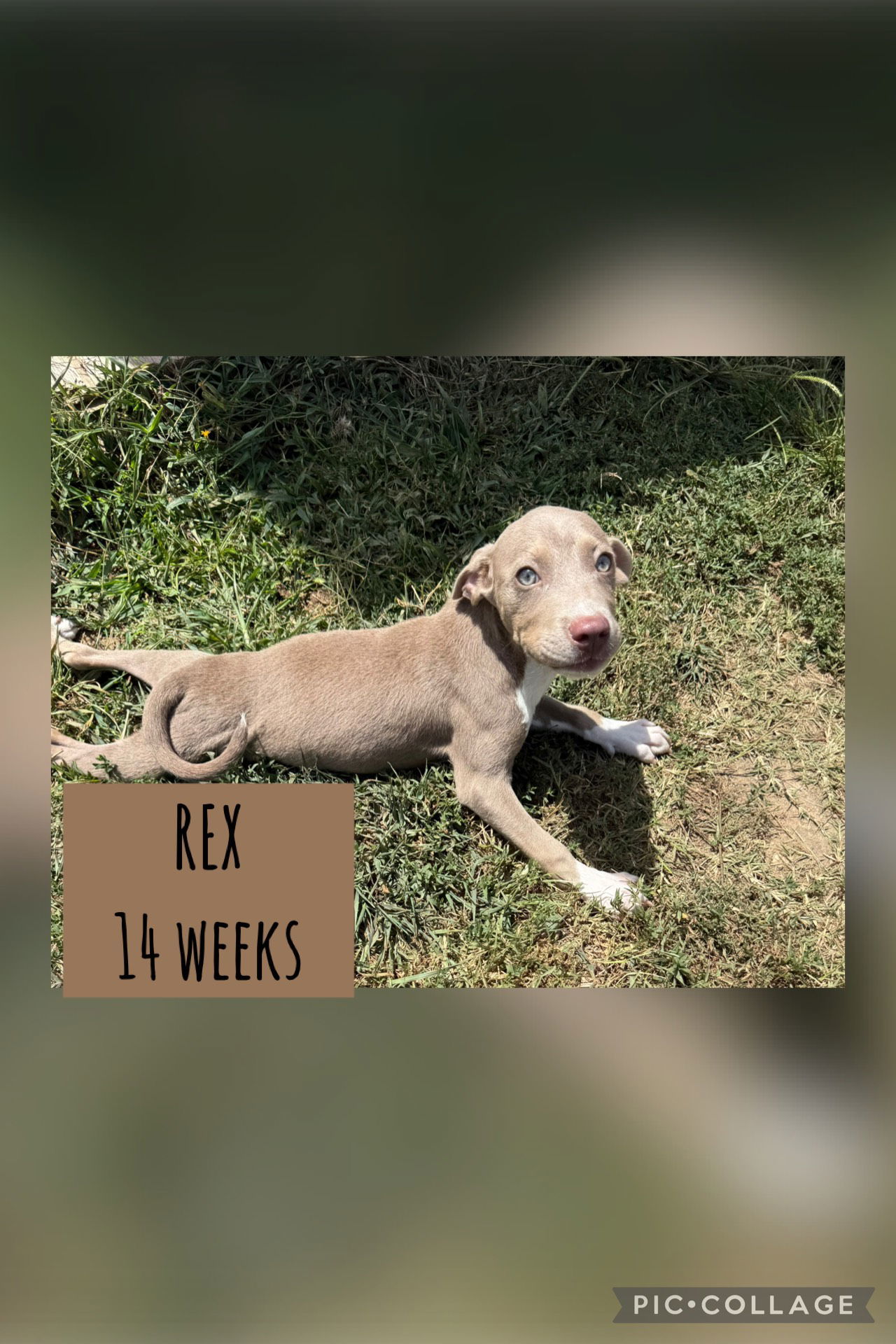 REX